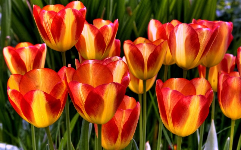 Областные чиновники поздравят 15 самых активных волжанок