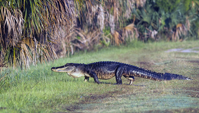 В диснейленде в США аллигатор утащил двухлетнего мальчика