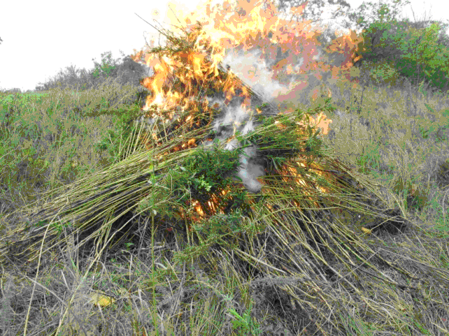 В Волгоградской области пограничники сожгли 200 кг конопли