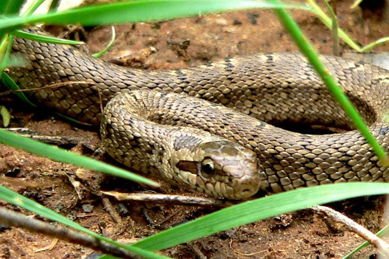 Экологи просят не убивать змей в  Волго-Ахтубинской пойме