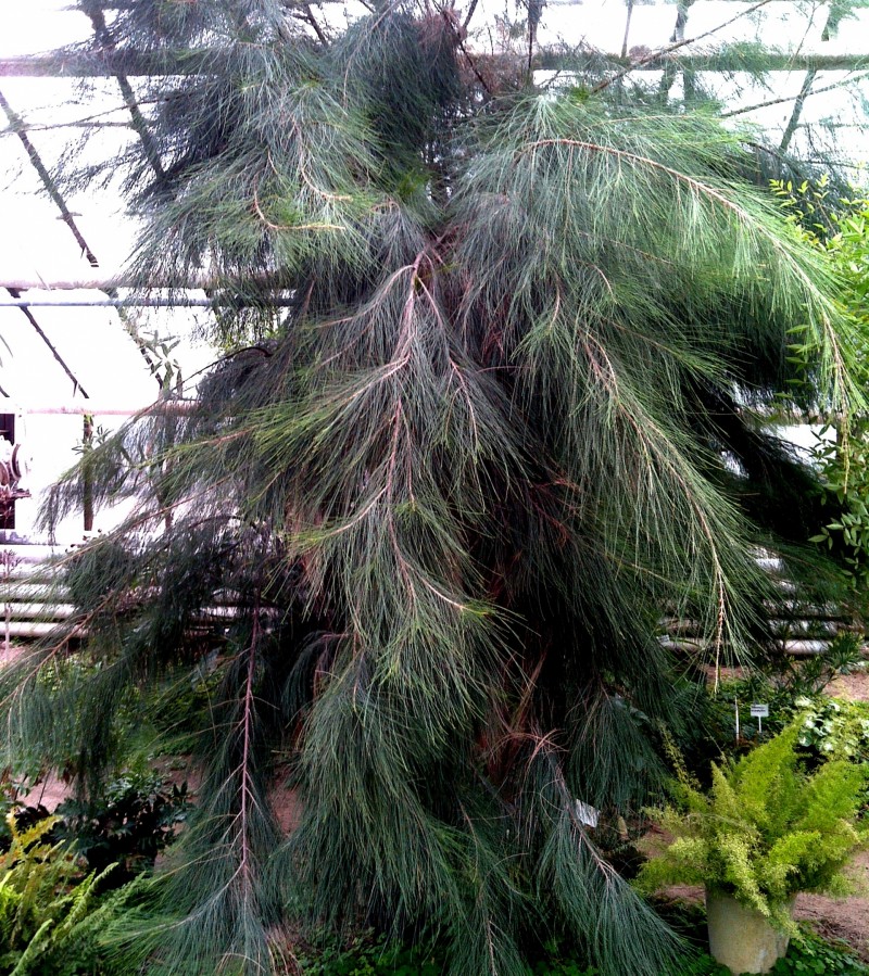 В ботсаду волжане могут полюбоваться эоловым деревом