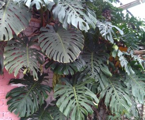 monstera-lakomaya
