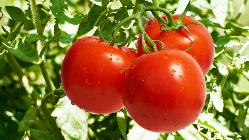 Волжан приглашают на фестиваль «Ахтубинский помидор»
