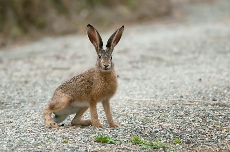 Под Волгоградом водитель «ВАЗа» вылетел в кювет, пожалев зайца