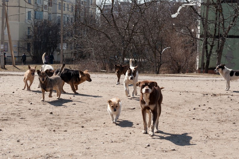 В центре Волгограда на прокурора напала стая бездомных собак