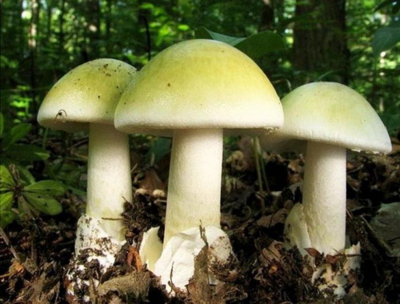 В Волгоградской области участились случаи смертельных отравлений грибами