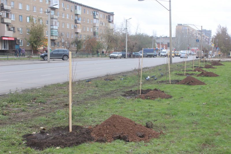 Реконструкция зеленых насаждений продолжается в Волжском