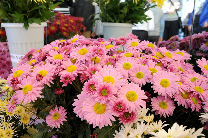 Цветочный вернисаж в Волжском