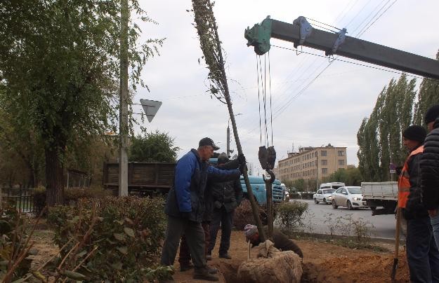 Новые правила озеленения в Волжском