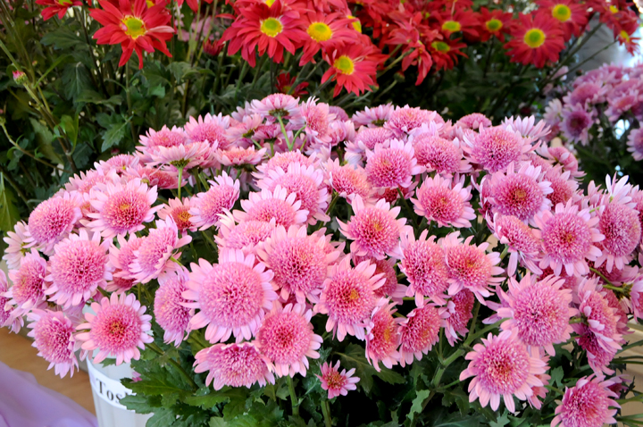 Цветочный вернисаж в городе