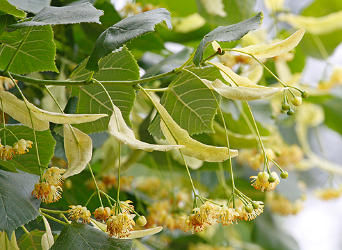 «Посади свою липу в городе!»