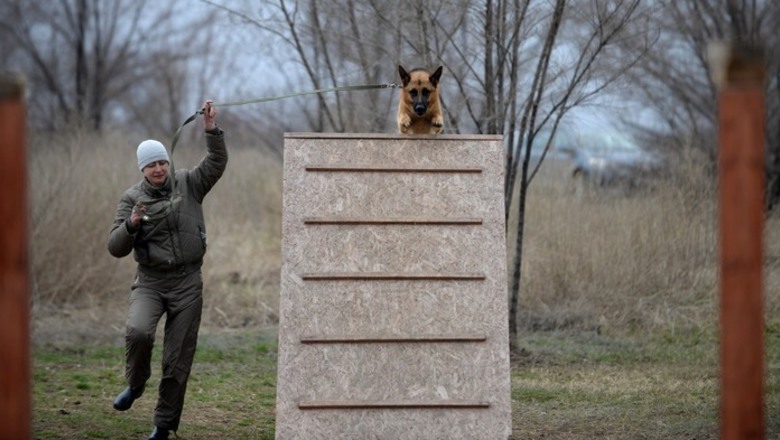 Соревнования собаководов в Волжском