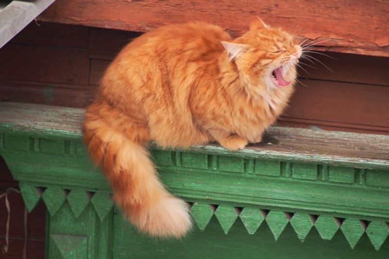 «Рыжий» конкурс стартовал в Волжском