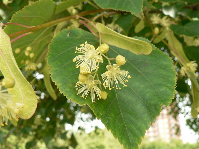 500 лип будет высажено в Волжском