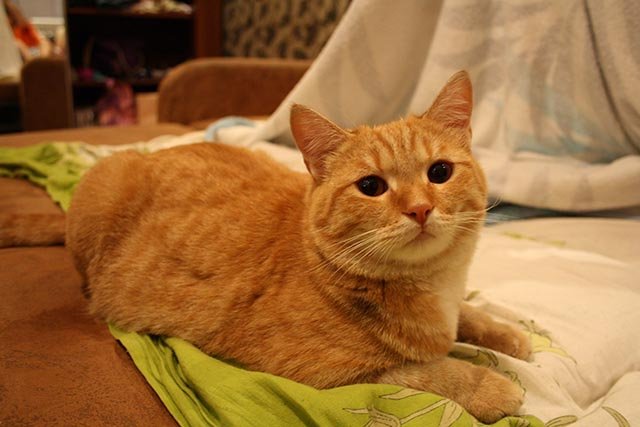 «Рыжий, рыжий»! Яркий конкурс пройдет в Волжском!